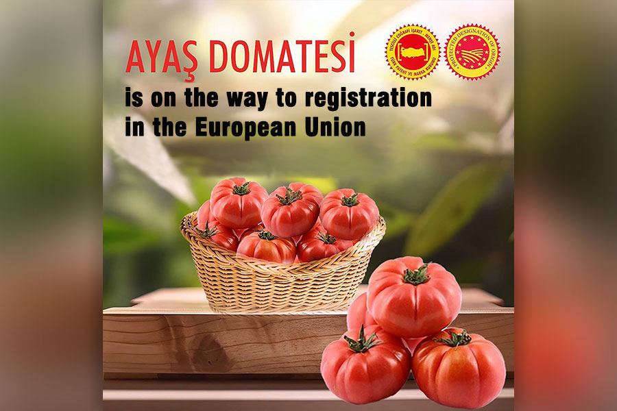 Ayaş Domatesi (Tomato) is on the way to registration in the European Union