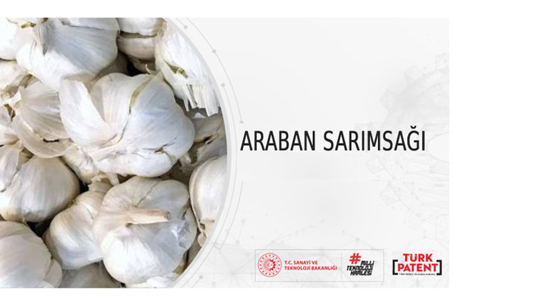 Araban Sarımsağı is on its way to EU Registration